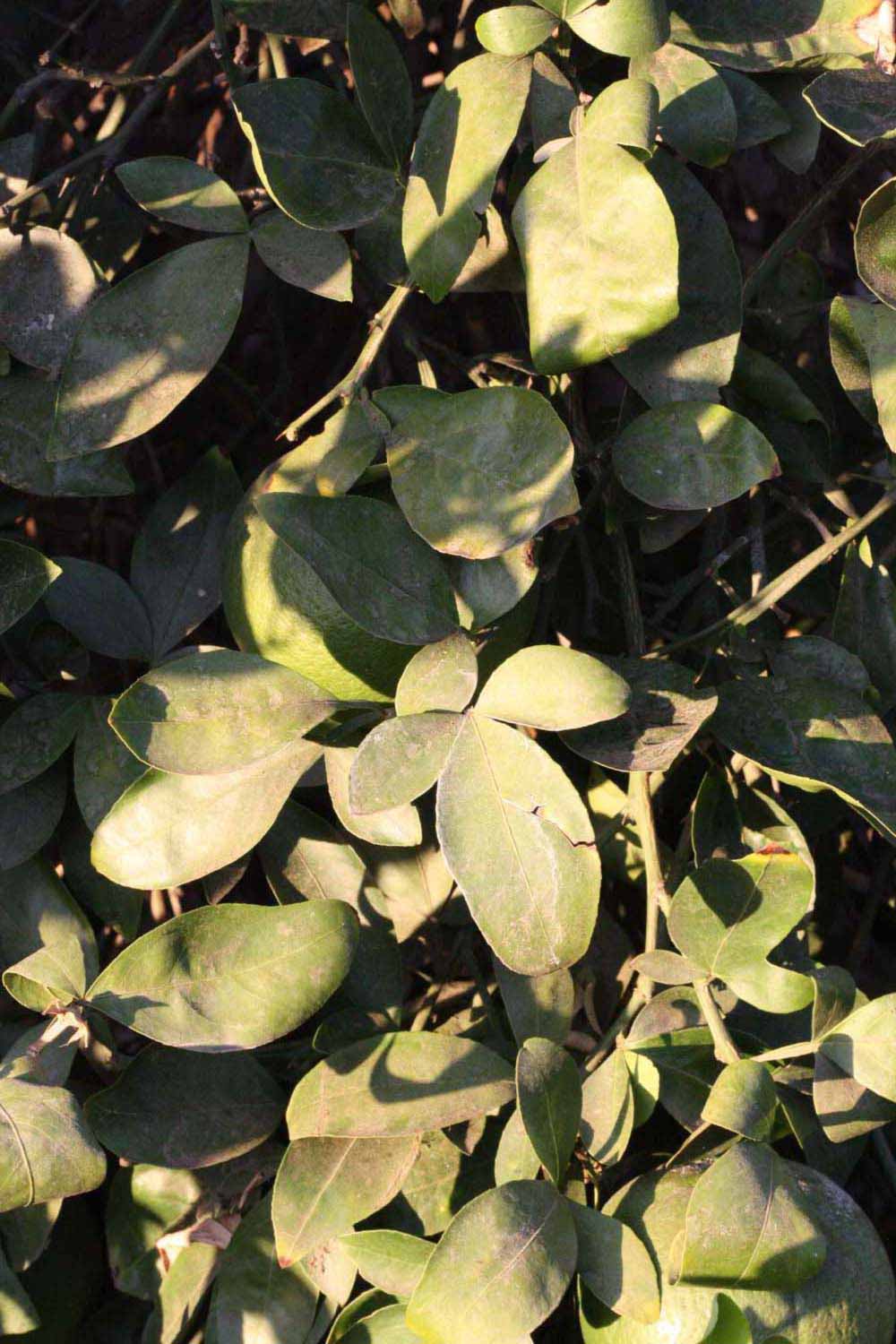              Sun leaves (Riverside, CA)       